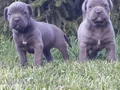 Dev Cane Corso Yavrular 
