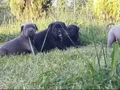 Dev Cane Corso Yavrular 