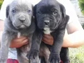 Dev Cane Corso Yavrular 