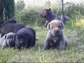 Dev Cane Corso Yavrular 