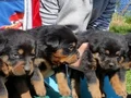 Macar kafa Rotweiler 