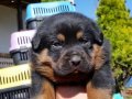 Macar kafa Rotweiler 
