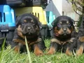 Macar kafa Rotweiler 