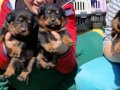 Macar kafa Rotweiler 