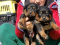 Macar kafa Rotweiler 