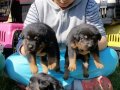Macar kafa Rotweiler 