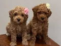 Teacup Maltipoo bebekler 
