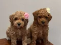Teacup Maltipoo bebekler 