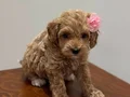 Teacup Maltipoo bebekler 