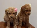 Teacup Maltipoo bebekler 
