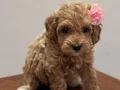 Teacup Maltipoo bebekler 