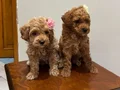 Teacup Maltipoo bebekler 