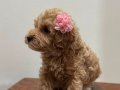 Teacup Maltipoo bebekler 