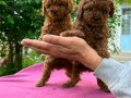 Toy poodle yavrular 