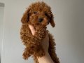 Toy poodle yavrular 