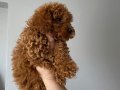 Toy poodle yavrular 