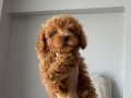 Toy poodle yavrular 