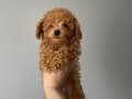 Toy poodle yavrular 
