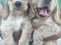 Cocker spaniel yavrular 