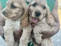 Cocker spaniel yavrular 