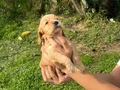 Cocker spaniel yavrular 
