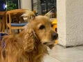 Cocker spaniel yavrular 