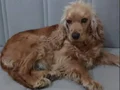 Cocker spaniel yavrular 