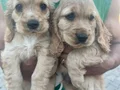 Cocker spaniel yavrular 