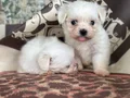 0 Numara Maltese Terier 