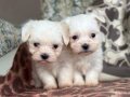 0 Numara Maltese Terier 