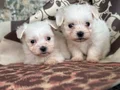 0 Numara Maltese Terier 