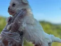 0 Numara Maltese Terier 