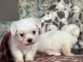 0 Numara Maltese Terier 