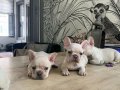 Biblo french buldog 