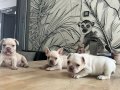 Biblo french buldog 