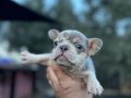 Biblo french buldog 