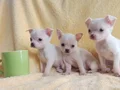 Teacup chihuha bebekler 