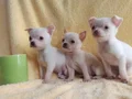 Teacup chihuha bebekler 