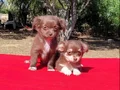 Teacup chihuha bebekler 