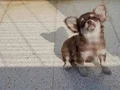 Teacup chihuha bebekler 