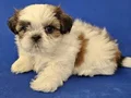Teacup Shih tzu yavrular 