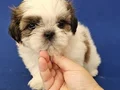 Teacup Shih tzu yavrular 