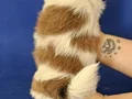 Teacup Shih tzu yavrular 
