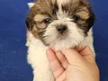 Teacup Shih tzu yavrular 