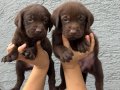 Labrador bebekler 