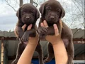 Labrador bebekler 