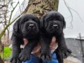 Labrador bebekler 