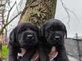 Labrador bebekler 