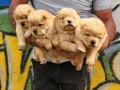 Chow chow bebekler 