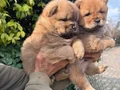 Chow chow bebekler 
